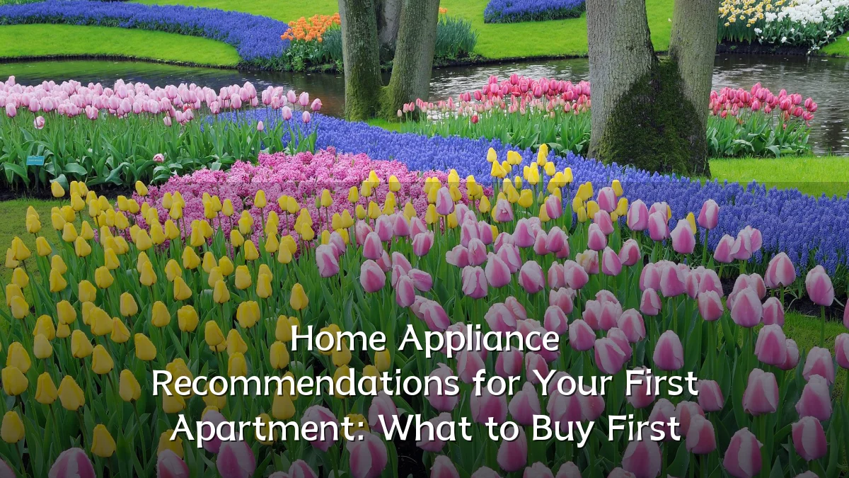 Home Appliance Recommendations for Your First Apartment: What to Buy First