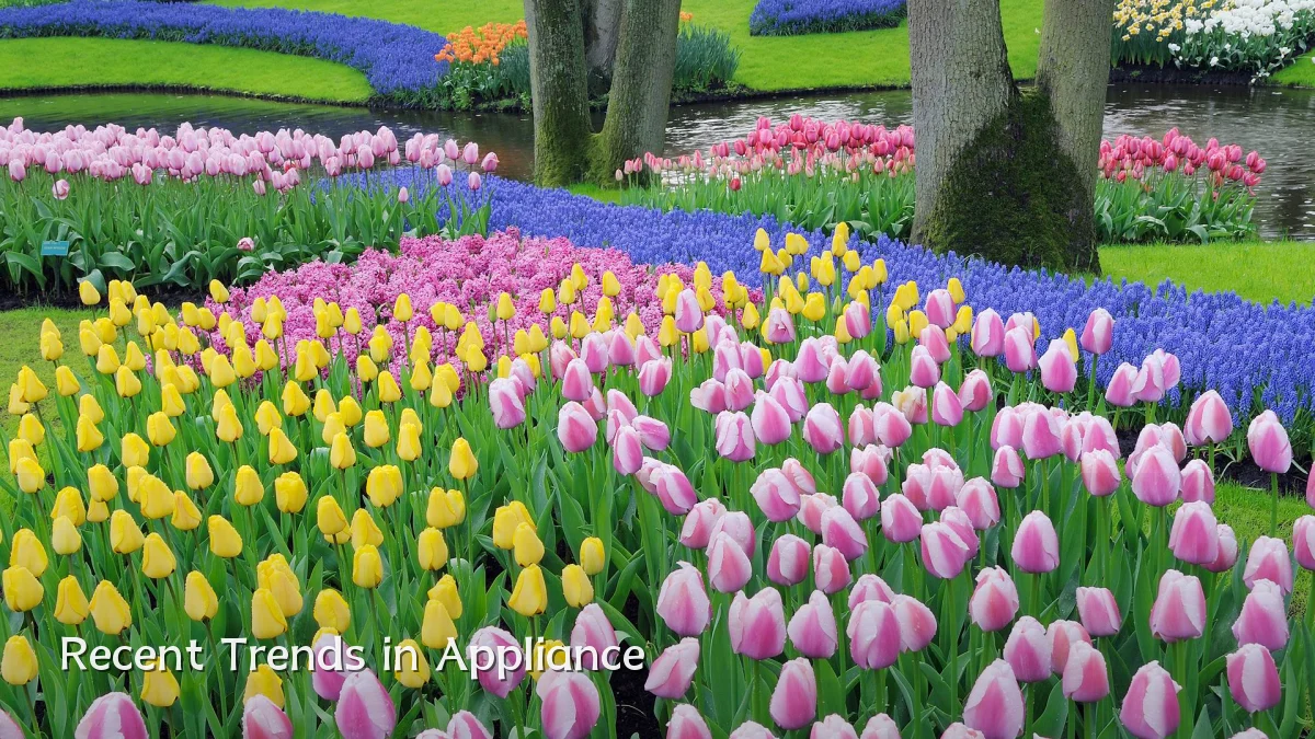Recent Trends in Appliance